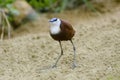 Actophilornis africana African jacana Bird Royalty Free Stock Photo