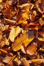 Actual autumn leaves on the ground