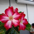 Actually, the original name of this plant is Adenium, only Indonesians usually call it Japanese frangipani or desert rose