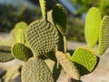 ?actus opuntia leucotricha in sunny day outdoor.