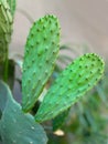 Cactus Opuntia leucotricha Plant with Spines Close Up