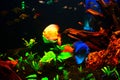 Acuarium blue fish and yellow Royalty Free Stock Photo