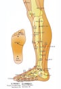 Acupuncture Chart - Alternative Medicine