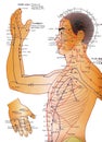 Acupuncture Chart - Alternative Medicine Royalty Free Stock Photo