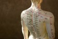 Acupuncture dummy back and shoulder Royalty Free Stock Photo