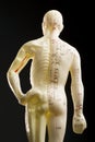 Acupuncture mannequin -- rear view