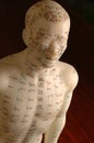 Acupuncture meridian lines training mannequin figurine. Royalty Free Stock Photo