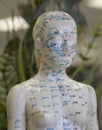 Acupuncture Model-Female