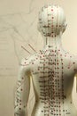 Acupuncture model