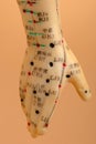 Acupuncture Model Hand