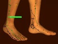 Acupuncture Point GB39 Xuanzhong, 3D Illustration, Brown Background