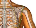 Acupuncture Point LI17 Tianding, 3D Illustration