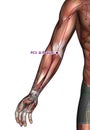Acupuncture point PC3 Quze, 3D Illustration Royalty Free Stock Photo