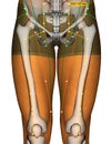 Acupuncture Point ST27 Daju, Stomach Meridian