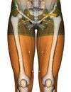 Acupuncture Point ST29 Guilai, Stomach Meridian