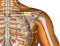 Acupuncture Point ST12 Quepen, 3D Illustration