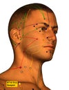 Acupuncture Point ST12 Quepen, 3D Illustration, White Background