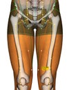 Acupuncture Point ST33 Yinshi, Stomach Meridian