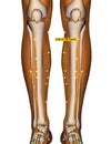 Acupuncture Point ST36 Zusanli, Stomach Meridian Royalty Free Stock Photo