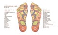 Acupuncture points on the feet. Reflex zones on the feet. Chinese medicine. Vector illustration