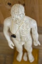 Acupuncture statue showing meridians