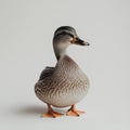 ACurious Duck Standing Gracefully Against a Soft Neutral Background Showcasing Its Unique Features and Intriguing Royalty Free Stock Photo