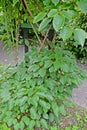 Acute actinidia Actinidia arguta Siebold & Zucc. Planch. Ex Miq.. General view of the plant