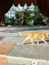 Acute cat walking around a green garden, feryal garden Port Said City