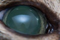 Acute glaucoma in adult cat, intraocular presure increased and blind at presentation, keratic precipitates