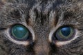 Acute glaucoma in adult cat, intraocular presure increased and blind at presentation, keratic precipitates