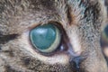 Acute glaucoma in adult cat, intraocular presure increased and blind at presentation, keratic precipitates Royalty Free Stock Photo