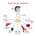 Acute stress response. Reaction of endocrine system Royalty Free Stock Photo