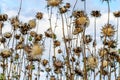 Acute wild dry thistle on the sky background Royalty Free Stock Photo