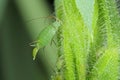 Acyrthosiphon pisum commonly known as the pea aphid or as the green dolphin, pea louse and clover louse. Royalty Free Stock Photo