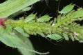 Acyrthosiphon pisum commonly known as the pea aphid or as the green dolphin, pea louse and clover louse.