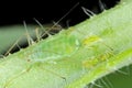 Acyrthosiphon pisum commonly known as the pea aphid or as the green dolphin, pea louse and clover louse.