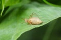 Acyrthosiphon pisum commonly known as the pea aphid or as the green dolphin, pea louse and clover louse. Royalty Free Stock Photo