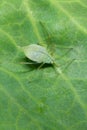 Acyrthosiphon pisum commonly known as the pea aphid or as the green dolphin, pea louse and clover louse.