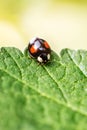 Adalia bipunctata, black two-spot ladybird on a green leaf, rarely and usefully bug Royalty Free Stock Photo