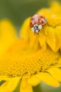 Adalia decempunctata, ten-spotted ladybird Royalty Free Stock Photo
