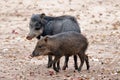 Adalt and young peccary in the Pantanal Royalty Free Stock Photo