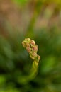 Adam`s Needle bud. Royalty Free Stock Photo