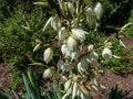 AdamÃ¢â¬â¢s needle and thread, common yucca, Spanish bayonet, bear-grass, needle-palm, silk-grass and spoon-leaf yucca Yucca