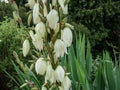 Adam\'s needle and thread, common yucca, Spanish bayonet and spoon-leaf yucca (Yucca filamentosa) flowering