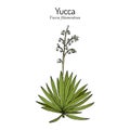 Adams needle and thread Yucca filamentosa , ornamental and edible plant