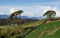 Adams peak seen at ambewela nuwara eliya, sri lanka Royalty Free Stock Photo