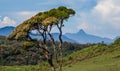 Adams peak seen at ambewela nuwara eliya, sri lanka