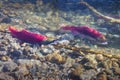 Adams River, Spawning Sockeye Salmon Royalty Free Stock Photo