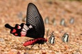 Adamson rose butterfly Royalty Free Stock Photo