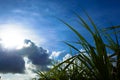 Adan, Pandanus tectorius, and sun